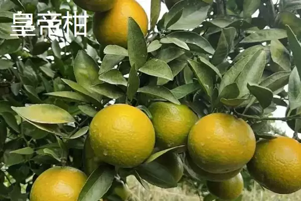 贵妃柑和皇帝柑有何区别,贵妃柑属于晚熟杂柑品种与皇帝柑有别吗插图6 贵妃柑和皇帝柑有何区别,贵妃柑属于晚熟杂柑品种与皇帝柑有别吗插图6