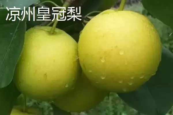甘肃省武威市水果特产 ,甘肃省武威市有哪些特色的水果特插图3 甘肃省武威市水果特产 ,甘肃省武威市有哪些特色的水果特插图3