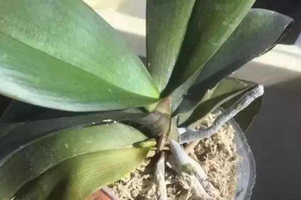 蝴蝶兰花箭位置花箭咋就长在叶腋间呢,蝴蝶兰的花箭长在哪里位置,为何在叶腋间?插图2 蝴蝶兰花箭位置花箭咋就长在叶腋间呢,蝴蝶兰的花箭长在哪里位置,为何在叶腋间?插图2