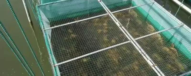 河蟹暂养的死亡原因是啥,河蟹暂养死亡原因是河蟹质量差导致的吗插图 河蟹暂养的死亡原因是啥,河蟹暂养死亡原因是河蟹质量差导致的吗插图