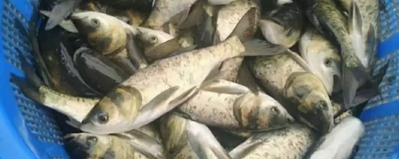 花鲢鱼苗投放不同模式放多少鱼苗,花鲢一亩水面放多少条鱼苗,数量咋定?插图 花鲢鱼苗投放不同模式放多少鱼苗,花鲢一亩水面放多少条鱼苗,数量咋定?插图