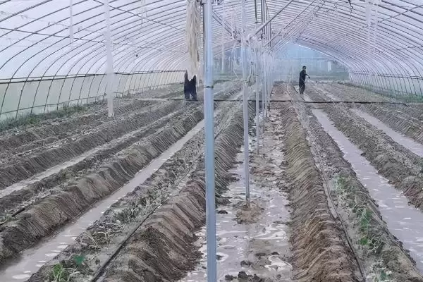 复合微生物冲施肥作用 ,复合微生物冲施肥有哪些施用作用插图2 复合微生物冲施肥作用 ,复合微生物冲施肥有哪些施用作用插图2