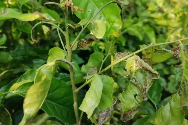 黄皮果根腐病多雨夏季高发,黄皮果根腐病如何防治,发病规律是?插图4 黄皮果根腐病多雨夏季高发,黄皮果根腐病如何防治,发病规律是?插图4