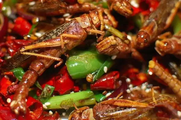 蝗虫可食用否天津人爱油炸蝗,蝗虫能不能吃,真有这种吃法?插图2 蝗虫可食用否天津人爱油炸蝗,蝗虫能不能吃,真有这种吃法?插图2