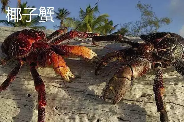 寄居蟹情况介寄居于螺壳得名,寄居蟹简介,简介内容符合事实吗?插图4 寄居蟹情况介寄居于螺壳得名,寄居蟹简介,简介内容符合事实吗?插图4