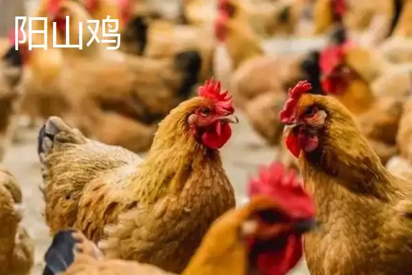 广东阳山县的特产是什么呢,洞冠梨是广东阳山县特有的珍果吗插图4 广东阳山县的特产是什么呢,洞冠梨是广东阳山县特有的珍果吗插图4