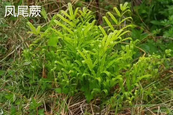 凤尾蕨与黑木蕨差异 ,凤尾蕨和黑木蕨有何区插图5 凤尾蕨与黑木蕨差异 ,凤尾蕨和黑木蕨有何区插图5