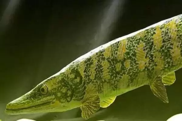 狗鱼有着怎样的简介呢,我国狗鱼有黑斑和白斑狗鱼两种吗插图7 狗鱼有着怎样的简介呢,我国狗鱼有黑斑和白斑狗鱼两种吗插图7