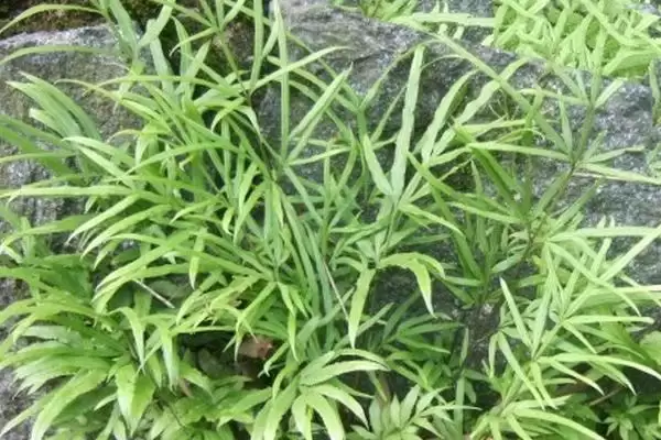 凤尾草生长环境 ,凤尾草生长在哪些地插图1 凤尾草生长环境 ,凤尾草生长在哪些地插图1