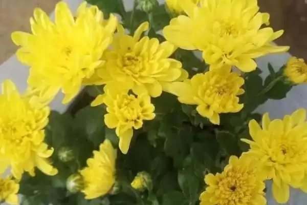 家里养菊花否株型小巧适合养,家里是否适合养菊花，是这样的吗？插图2