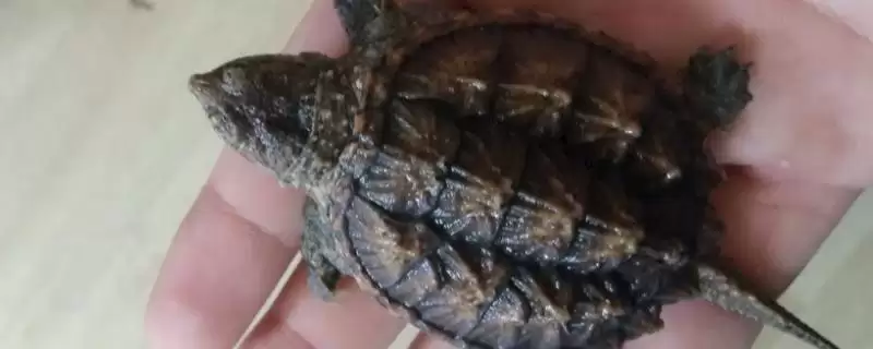 鳄龟的养殖寿命,鳄龟最少能够养殖多长时间插图 鳄龟的养殖寿命,鳄龟最少能够养殖多长时间插图