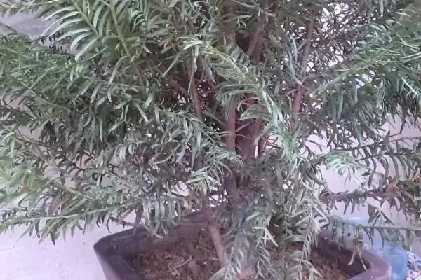 红豆杉叶子发黄干枯是为啥呢,红豆杉叶子发黄干枯因缺水或环境突变等吗插图1