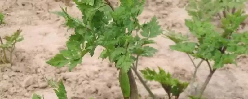 当归质优丰产的方法要点,当归质优丰产的方法有何用水要求插图 当归质优丰产的方法要点,当归质优丰产的方法有何用水要求插图