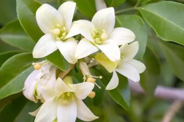 灰莉开花时间4-8月间开花,灰莉何时开花,固定这个时段吗?插图2 灰莉开花时间4-8月间开花,灰莉何时开花,固定这个时段吗?插图2