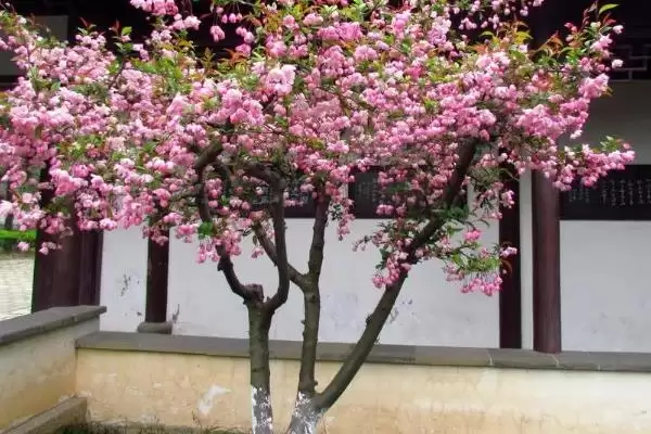 海棠花的花语有什么寓意呢,海棠花寓意离愁、苦恋之情等是其花语吗插图5 海棠花的花语有什么寓意呢,海棠花寓意离愁、苦恋之情等是其花语吗插图5