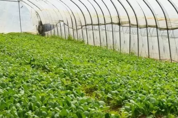 大棚蔬菜喷肥的方法和时间如何,大棚蔬菜喷肥的方法插图3 大棚蔬菜喷肥的方法和时间如何,大棚蔬菜喷肥的方法插图3
