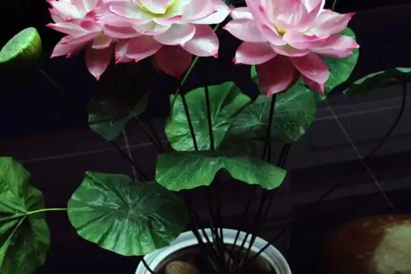 荷花水培的种植方法是啥,荷花水培在4月份左右种植较为适宜吗插图3 荷花水培的种植方法是啥,荷花水培在4月份左右种植较为适宜吗插图3