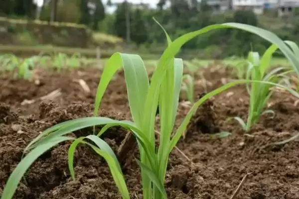 高粱种植株距行距 ,高粱种植的株距和行距是多少插图3 高粱种植株距行距 ,高粱种植的株距和行距是多少插图3