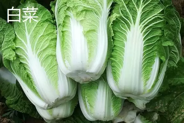 几种菜的区别形状口味颜色异,黄芽菜、白菜、包菜和卷心菜的区别,在哪?插图5 几种菜的区别形状口味颜色异,黄芽菜、白菜、包菜和卷心菜的区别,在哪?插图5
