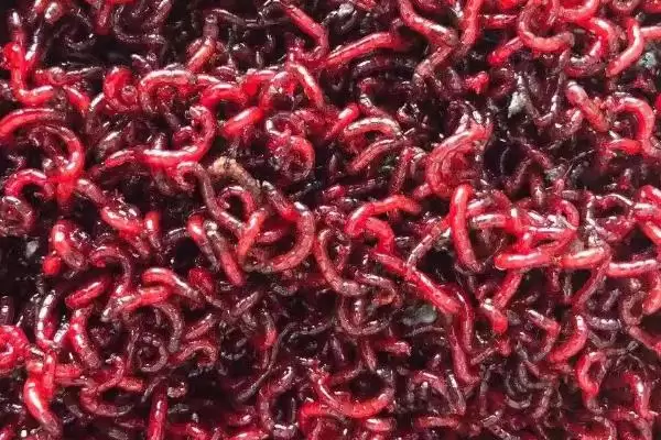 红虫和蚯蚓有什么区别呢,红虫身体鲜红呈蠕虫状与蚯蚓有何不同插图6 红虫和蚯蚓有什么区别呢,红虫身体鲜红呈蠕虫状与蚯蚓有何不同插图6