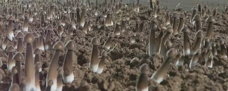 鸡纵菌种植点9-10月种植,鸡纵菌的种植要点,种植时间准确吗?插图 鸡纵菌种植点9-10月种植,鸡纵菌的种植要点,种植时间准确吗?插图