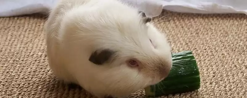 荷兰猪感染真菌会自愈吗,荷兰猪感染真菌很难自愈需要用药治疗吗插图 荷兰猪感染真菌会自愈吗,荷兰猪感染真菌很难自愈需要用药治疗吗插图