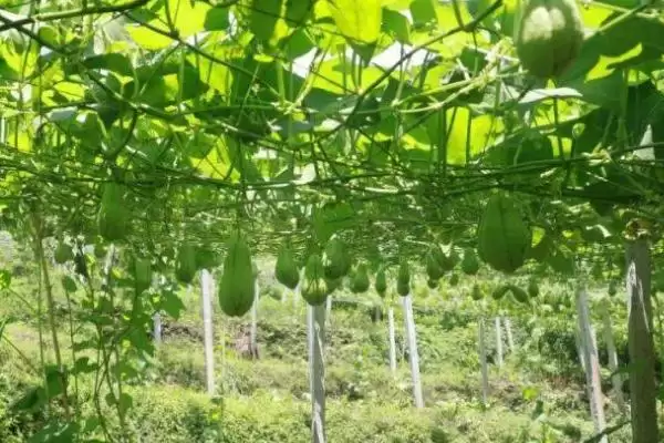 佛手瓜繁殖方法方式 ,佛手瓜可以采用哪些繁殖方法插图4 佛手瓜繁殖方法方式 ,佛手瓜可以采用哪些繁殖方法插图4