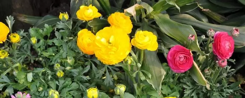 花毛茛繁殖法块根放湿沙能繁殖,花毛茛怎么繁殖,块根放湿沙可行吗?插图 花毛茛繁殖法块根放湿沙能繁殖,花毛茛怎么繁殖,块根放湿沙可行吗?插图