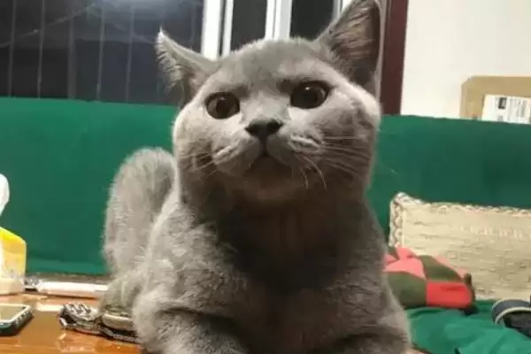 公猫打架处理方法措施 ,公猫打架应该怎么进行处理插图3 公猫打架处理方法措施 ,公猫打架应该怎么进行处理插图3