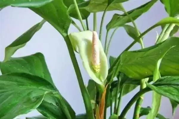 广东万年青有没有毒性呢,广东万年青植株颈部和叶片汁液有毒吗插图5 广东万年青有没有毒性呢,广东万年青植株颈部和叶片汁液有毒吗插图5