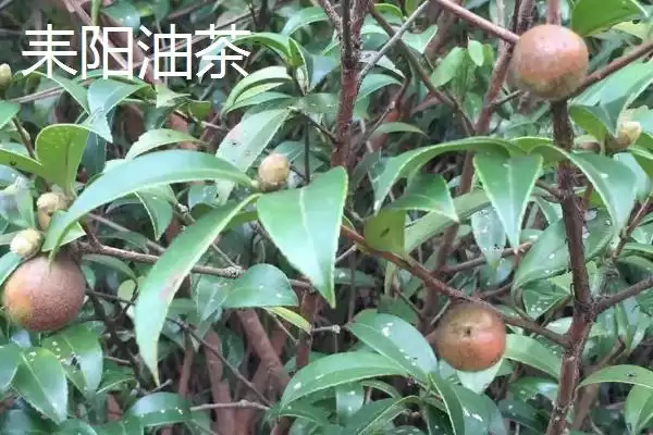 湖南芷江特产雪峰山鱼腥草为啥是宝,湖南芷江侗族自治县的雪峰山鱼腥草是特产?插图9 湖南芷江特产雪峰山鱼腥草为啥是宝,湖南芷江侗族自治县的雪峰山鱼腥草是特产?插图9