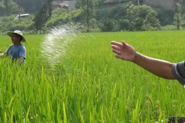 含氯化肥施用有何方法呢,含氯化肥施用需注意哪三个主要原则呢插图2 含氯化肥施用有何方法呢,含氯化肥施用需注意哪三个主要原则呢插图2