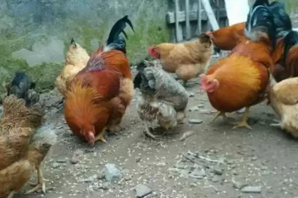 鸡吃沙石原因为研磨食物对,鸡吃沙子和石头的原因,是这个目的?插图1 鸡吃沙石原因为研磨食物对,鸡吃沙子和石头的原因,是这个目的?插图1