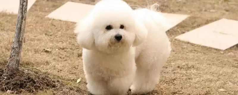比熊一直咳嗽是什么原因导致的呢,比熊一直咳嗽的原因插图 比熊一直咳嗽是什么原因导致的呢,比熊一直咳嗽的原因插图