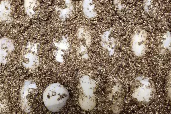 火焰龟繁殖问养殖7-8年能繁,火焰龟多大才能繁殖,时间准确吗?插图2 火焰龟繁殖问养殖7-8年能繁,火焰龟多大才能繁殖,时间准确吗?插图2