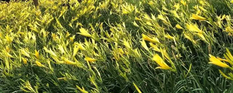 黄花菜与萱草叶片花期花朵咋异,黄花菜和大花萱草的区别,差异在哪呢?插图 黄花菜与萱草叶片花期花朵咋异,黄花菜和大花萱草的区别,差异在哪呢?插图