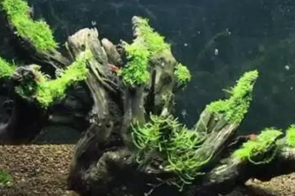 孔雀鱼饲养问黄马赛克好养,黄马赛克孔雀鱼好不好养,饲养难度呢?插图2 孔雀鱼饲养问黄马赛克好养,黄马赛克孔雀鱼好不好养,饲养难度呢?插图2