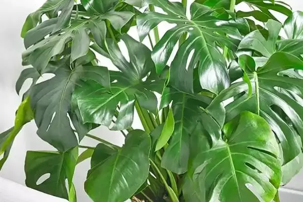 龟背竹有什么作用和功效,龟背竹可观赏、食用、净化空气是真的吗插图2 龟背竹有什么作用和功效,龟背竹可观赏、食用、净化空气是真的吗插图2