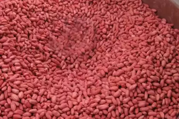 花生高产栽培掌握5要点就能高产,花生高产栽培技术,关键要点有哪些?插图1 花生高产栽培掌握5要点就能高产,花生高产栽培技术,关键要点有哪些?插图1