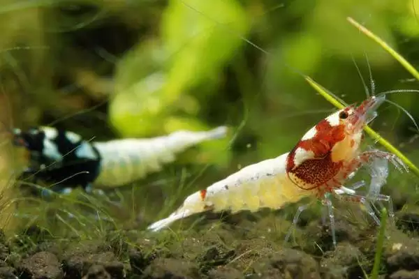 观赏虾应该怎样进行养殖,观赏虾养殖选酸碱度5-8的水源合适吗插图3 观赏虾应该怎样进行养殖,观赏虾养殖选酸碱度5-8的水源合适吗插图3