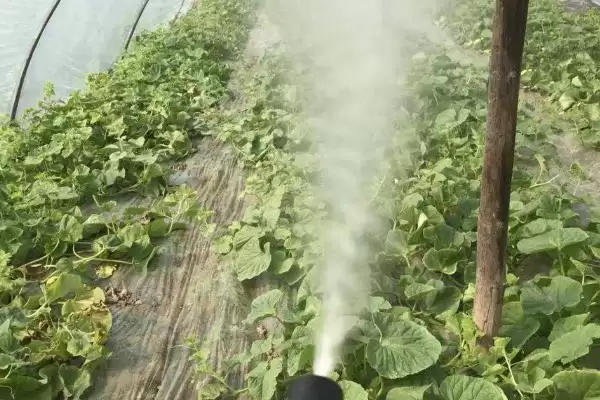 呋虫胺灭杀对象 ,呋虫胺可以防治哪些害虫插图2 呋虫胺灭杀对象 ,呋虫胺可以防治哪些害虫插图2