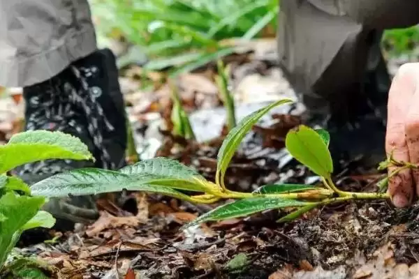 花卉压条繁殖法三种压条法咋选呢,花卉压条繁殖方法,三种方法怎么用?插图1 花卉压条繁殖法三种压条法咋选呢,花卉压条繁殖方法,三种方法怎么用?插图1