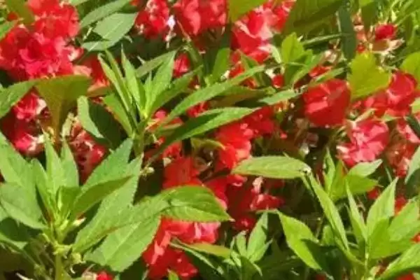 凤仙花喜阴喜阳 ,凤仙花是喜阴还是喜阳的植插图3