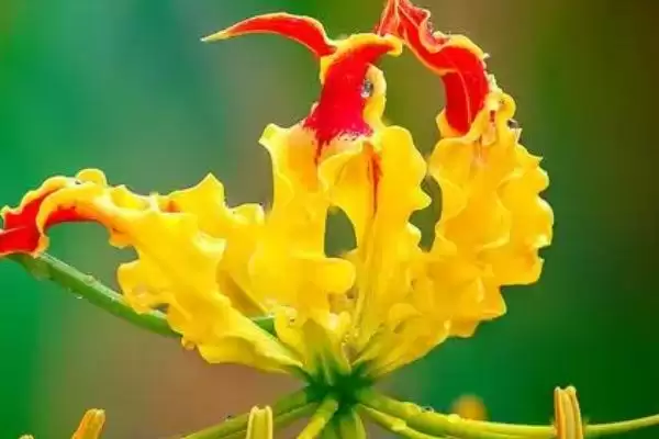 嘉兰花语寓意花语真是荣光,嘉兰的花语,花语含义准确吗?插图1 嘉兰花语寓意花语真是荣光,嘉兰的花语,花语含义准确吗?插图1