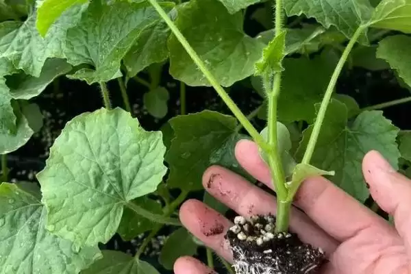 冬瓜苗的移栽时间条件,冬瓜苗长出几片真叶即可移栽时间插图1 冬瓜苗的移栽时间条件,冬瓜苗长出几片真叶即可移栽时间插图1