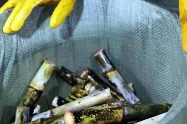 甘蔗种植技术方法 ,甘蔗的种植有哪些技术和方法插图4 甘蔗种植技术方法 ,甘蔗的种植有哪些技术和方法插图4