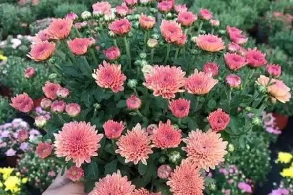 刚买千头菊处理方法 ,刚买的千头菊该如何进行处理插图3 刚买千头菊处理方法 ,刚买的千头菊该如何进行处理插图3