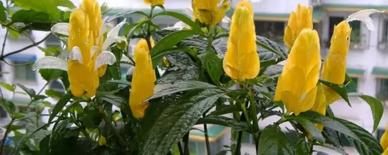 黄金塔花养殖每周浇一次水够,黄金塔花如何养殖,浇水频率合适吗?插图 黄金塔花养殖每周浇一次水够,黄金塔花如何养殖,浇水频率合适吗?插图