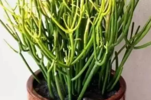 光棍树怎样修剪枝条好呢,光棍树在光棍节移栽时修剪枝条好吗插图2 光棍树怎样修剪枝条好呢,光棍树在光棍节移栽时修剪枝条好吗插图2