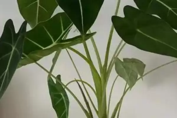海芋的栽培方式是怎样的,海芋在4-10月需追施液体肥料来栽培吗插图5 海芋的栽培方式是怎样的,海芋在4-10月需追施液体肥料来栽培吗插图5